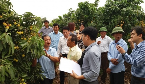Thương vụ Việt Nam tại Nhật Bản đưa doanh nghiệp Nhật Bản sang khảo sát vùng trồng vải Lục Ngạn - Bắc Giang vào tháng 5/2019